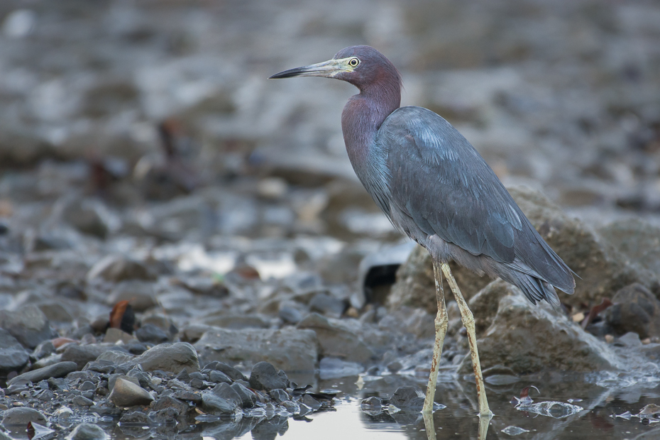  Czapla śniada Ptaki Nikon D7100 NIKKOR 200-500mm f/5.6E AF-S 0 Panama ptak fauna czapla dziób mała niebieska czapla pelecaniformes dzikiej przyrody shorebird woda