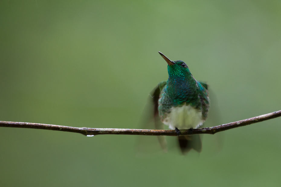  Szmaragdzik złotogrzbiety Ptaki Nikon D7100 NIKKOR 200-500mm f/5.6E AF-S 0 Panama ptak koliber fauna dziób dzikiej przyrody ranek strzyżyk pióro zapylacz Gałązka