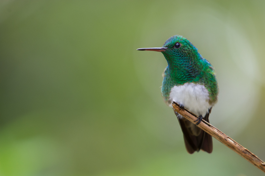  Szmaragdzik złotogrzbiety Ptaki Nikon D7100 NIKKOR 200-500mm f/5.6E AF-S 0 Panama ptak koliber dziób fauna dzikiej przyrody ranek ścieśniać pióro jacamar coraciiformes