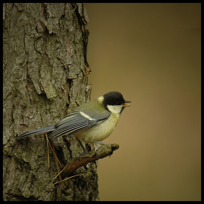  Bogatka Ptaki sikorka bogatka ptaki Nikon D70 Sigma APO 100-300mm f/4 HSM Zwierzęta ptak fauna dziób dzikiej przyrody pióro flycatcher starego świata drzewo gałąź Gałązka chickadee