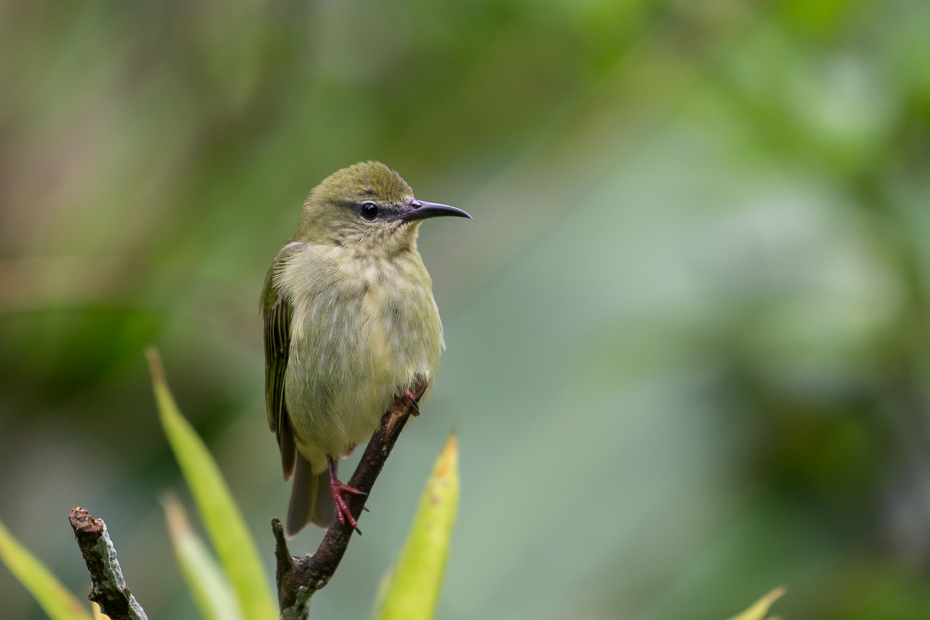  Błękitniczek czerwononogi Ptaki Nikon D7100 NIKKOR 200-500mm f/5.6E AF-S 0 Panama ptak fauna dzikiej przyrody dziób ekosystem ranek organizm koliber zięba flycatcher starego świata