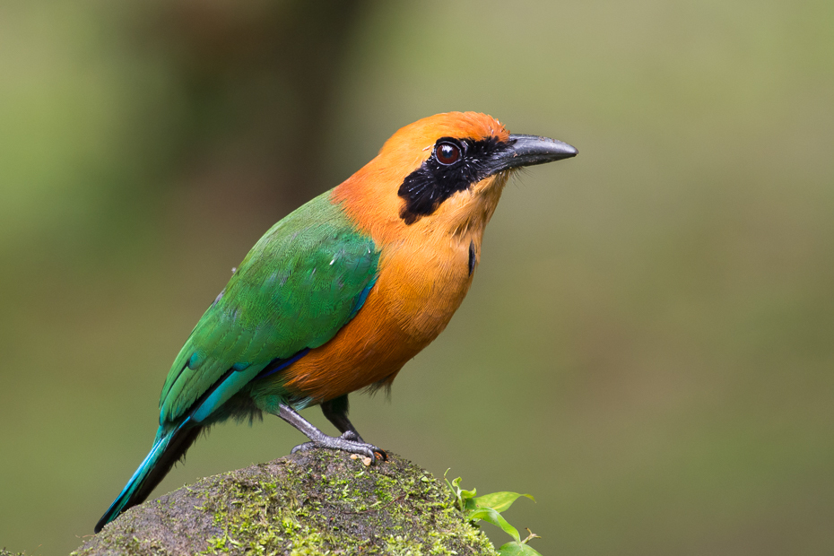  Piłodziób rdzawy Ptaki Nikon D7100 NIKKOR 200-500mm f/5.6E AF-S 0 Panama ptak dziób fauna dzikiej przyrody organizm coraciiformes wilga na starym świecie skrzydło zjadacz pszczół