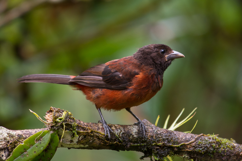  Tapiranga szkarłatrna Ptaki Nikon D7100 NIKKOR 200-500mm f/5.6E AF-S 0 Panama ptak fauna dziób flycatcher starego świata dzikiej przyrody Emberizidae organizm ptak przysiadujący strzyżyk zięba