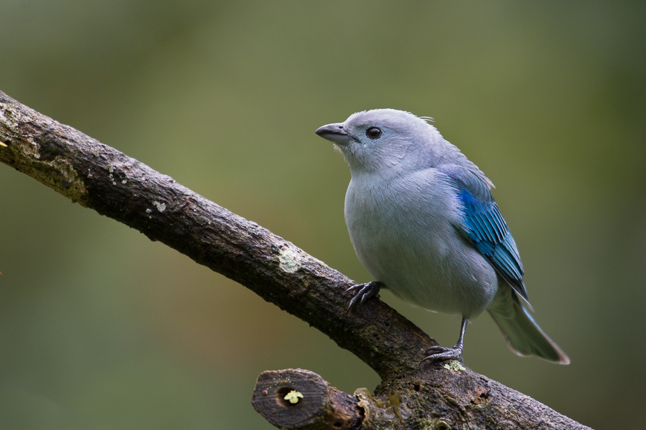  Tanagra niebieska Ptaki Nikon D7100 NIKKOR 200-500mm f/5.6E AF-S 0 Panama ptak fauna dziób dzikiej przyrody flycatcher starego świata sójka pióro ptak przysiadujący organizm skrzydło