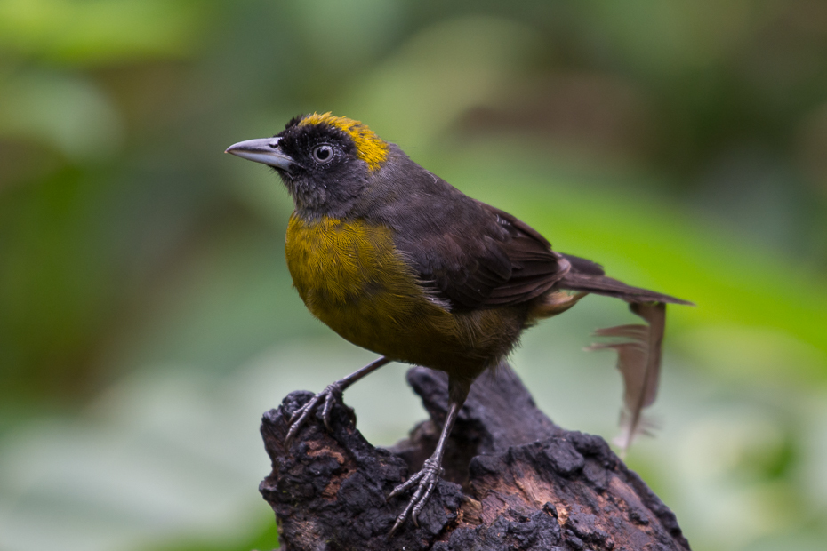  Tanagrzyk ciemny Ptaki Nikon D7100 NIKKOR 200-500mm f/5.6E AF-S 0 Panama ptak fauna dziób dzikiej przyrody flycatcher starego świata zięba organizm strzyżyk ptak przysiadujący Emberizidae