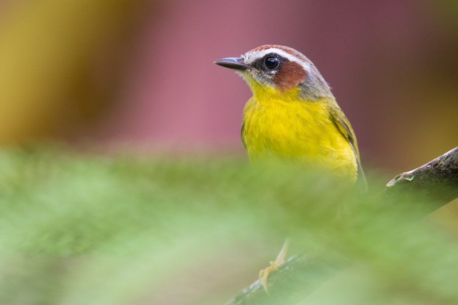  Koronówka rdzawoucha Ptaki Nikon D7100 NIKKOR 200-500mm f/5.6E AF-S 0 Panama ptak dziób fauna dzikiej przyrody zięba flycatcher starego świata organizm wilga na starym świecie coraciiformes skrzydło