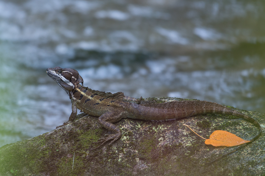  Bazyliszek pręgowany Gady Nikon D7100 NIKKOR 200-500mm f/5.6E AF-S 0 Panama gad skalowany gad fauna jaszczurka lacertidae zwierzę lądowe organizm dactyloidae dzikiej przyrody skink