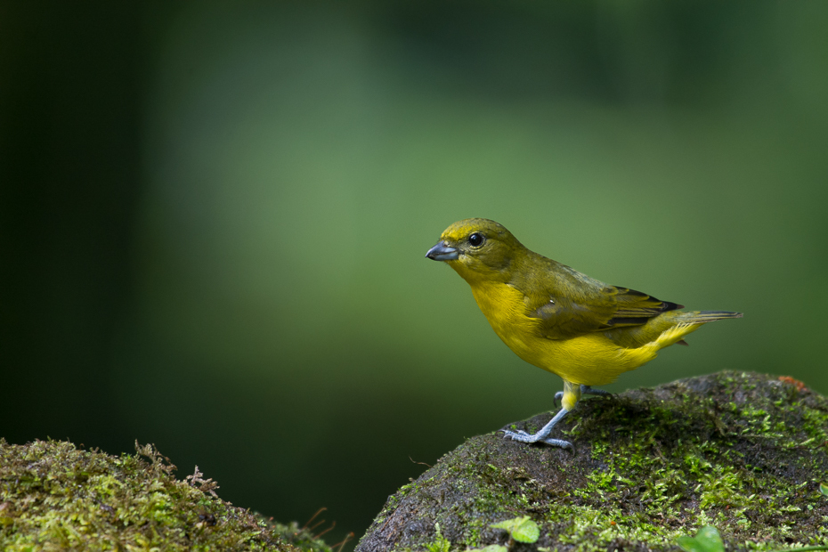  Organka grubodzioba Ptaki Nikon D7100 NIKKOR 200-500mm f/5.6E AF-S 0 Panama ptak dziób fauna zięba dzikiej przyrody flycatcher starego świata organizm ptak przysiadujący Emberizidae trawa