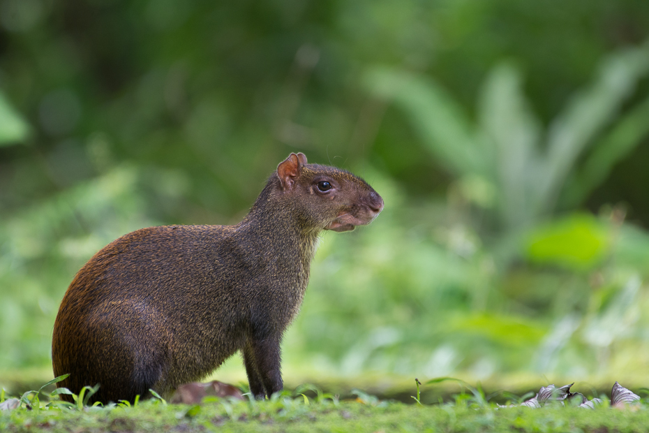  Agouti Ssaki Nikon D7100 NIKKOR 200-500mm f/5.6E AF-S 0 Panama fauna ssak dzikiej przyrody zwierzę lądowe organizm gryzoń wąsy wiewiórka trawa pysk