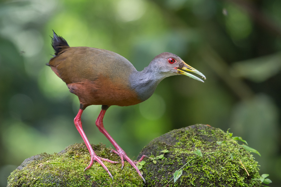  Chruścielak szaroszyi Ptaki Nikon D7100 NIKKOR 200-500mm f/5.6E AF-S 0 Panama ptak fauna dziób ibis żuraw jak ptak dzikiej przyrody organizm shorebird rallidae dźwig