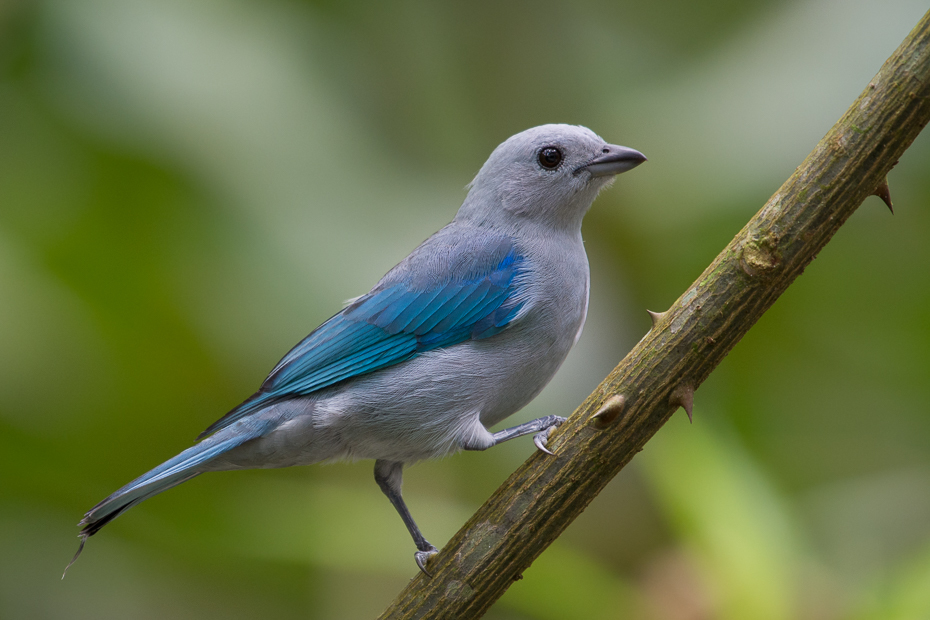  Tanagra niebieska Ptaki Nikon D7100 NIKKOR 200-500mm f/5.6E AF-S 0 Panama ptak dziób fauna dzikiej przyrody flycatcher starego świata pióro Emberizidae zięba organizm niebieski ptak