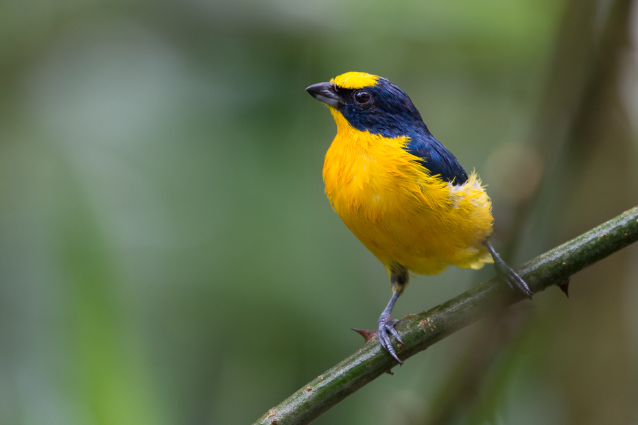  Organka grubodzioba Ptaki Nikon D7100 NIKKOR 200-500mm f/5.6E AF-S 0 Panama ptak dziób fauna dzikiej przyrody flycatcher starego świata wilga na starym świecie zięba organizm ptak przysiadujący