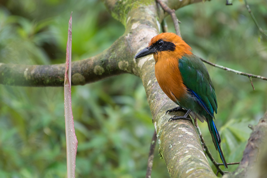  Piłodziób rdzawy Ptaki Nikon D7100 NIKKOR 200-500mm f/5.6E AF-S 0 Panama ptak fauna ekosystem dziób dzikiej przyrody coraciiformes organizm flycatcher starego świata gałąź zjadacz pszczół