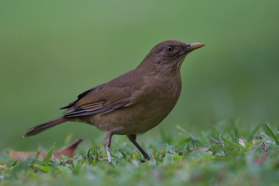  Drozd brązowawy Ptaki Nikon D7100 NIKKOR 200-500mm f/5.6E AF-S 0 Panama ptak fauna dziób słowik dzikiej przyrody kos flycatcher starego świata skrzydło organizm Emberizidae