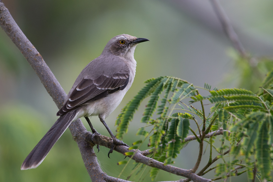  Przedrzeźniacz siwy Ptaki Nikon D7100 NIKKOR 200-500mm f/5.6E AF-S 0 Panama ptak fauna dziób dzikiej przyrody flycatcher starego świata strzyżyk słowik organizm wróbel skrzydło