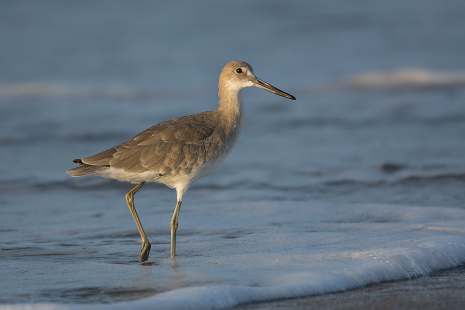  Błotowiec Ptaki Nikon D7100 NIKKOR 200-500mm f/5.6E AF-S 0 Panama ptak shorebird fauna dziób dzikiej przyrody brodziec charadriiformes ptak morski Wybrzeże Calidrid