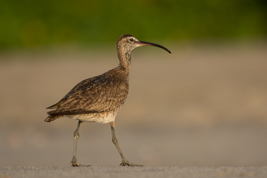  Kulik mniejszy Ptaki Nikon D7100 NIKKOR 200-500mm f/5.6E AF-S 0 Panama ptak ekosystem fauna dzikiej przyrody dziób ibis shorebird ecoregion brodziec żuraw jak ptak