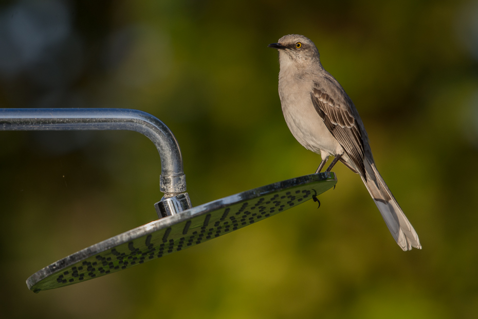  Przedrzeźniacz siwy Ptaki Nikon D7100 NIKKOR 200-500mm f/5.6E AF-S 0 Panama ptak fauna dzikiej przyrody dziób flycatcher starego świata skrzydło organizm pióro strzyżyk ptak przysiadujący