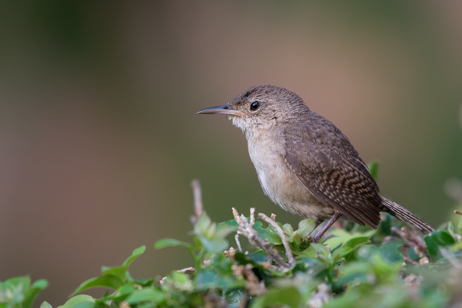  Strzyżyk śpiewny Ptaki Nikon D7100 NIKKOR 200-500mm f/5.6E AF-S 0 Panama ptak dziób fauna strzyżyk dzikiej przyrody flycatcher starego świata ścieśniać ptak przysiadujący Emberizidae słowik