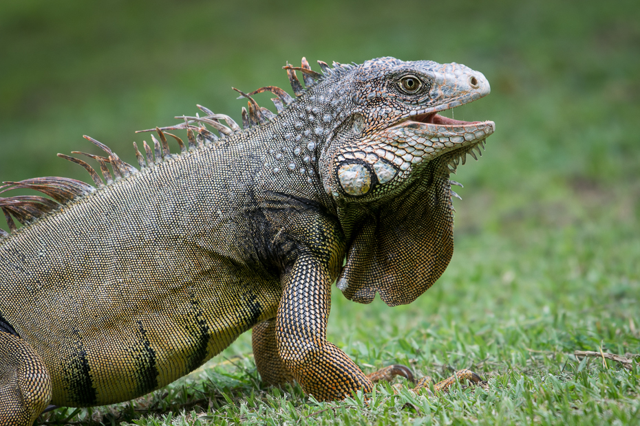  Iguana Gady Nikon D7100 NIKKOR 200-500mm f/5.6E AF-S 0 Panama gad iguana skalowany gad Igwa zwierzę lądowe fauna jaszczurka trawa organizm dzikiej przyrody