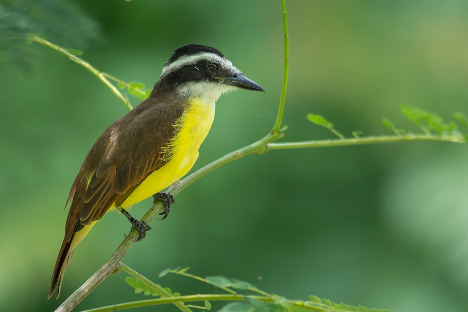  Bentewi wielki Ptaki Nikon D7100 NIKKOR 200-500mm f/5.6E AF-S 0 Panama ptak fauna ekosystem dziób dzikiej przyrody flora organizm flycatcher starego świata coraciiformes