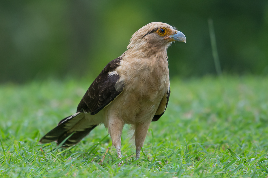  Karakara jasnogłowa Ptaki Nikon D7100 NIKKOR 200-500mm f/5.6E AF-S 0 Panama ptak fauna dziób ptak drapieżny ekosystem jastrząb myszołów dzikiej przyrody sokół organizm