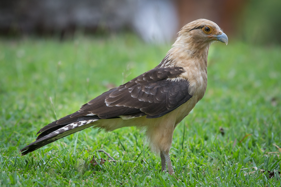  Karakara jasnogłowa Ptaki Nikon D7100 NIKKOR 200-500mm f/5.6E AF-S 0 Panama ptak fauna ptak drapieżny ekosystem dziób dzikiej przyrody jastrząb trawa organizm myszołów