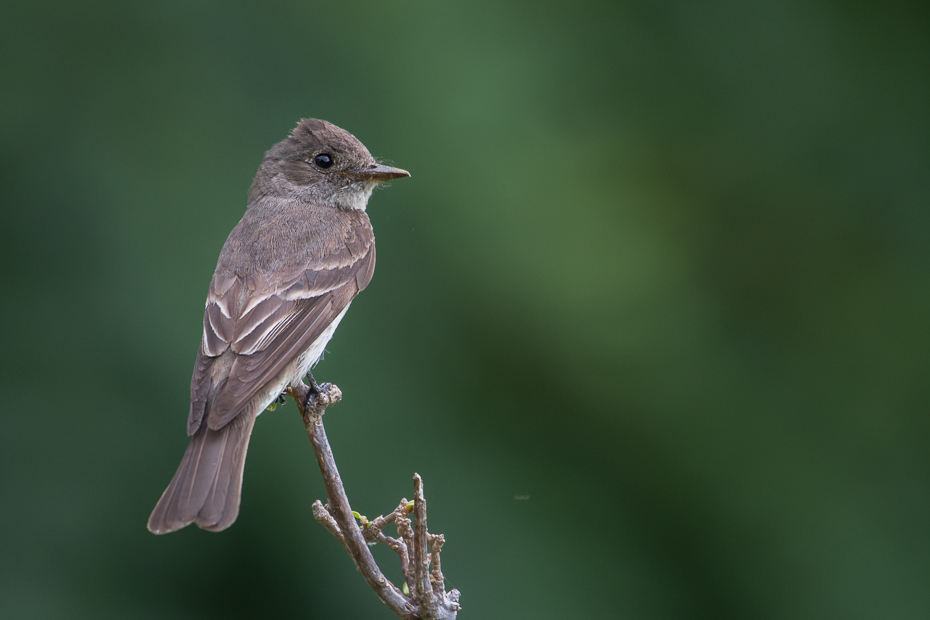  Piwik żałobny Ptaki Nikon D7100 NIKKOR 200-500mm f/5.6E AF-S 0 Panama ptak fauna dziób dzikiej przyrody flycatcher starego świata słowik zięba skrzydło Emberizidae organizm