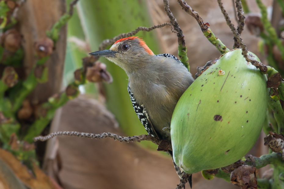  Dzięciur czerwonołbisty Ptaki Nikon D7100 NIKKOR 200-500mm f/5.6E AF-S 0 Panama ptak fauna dziób dzikiej przyrody organizm flycatcher starego świata piciformes zięba ptak przysiadujący strzyżyk