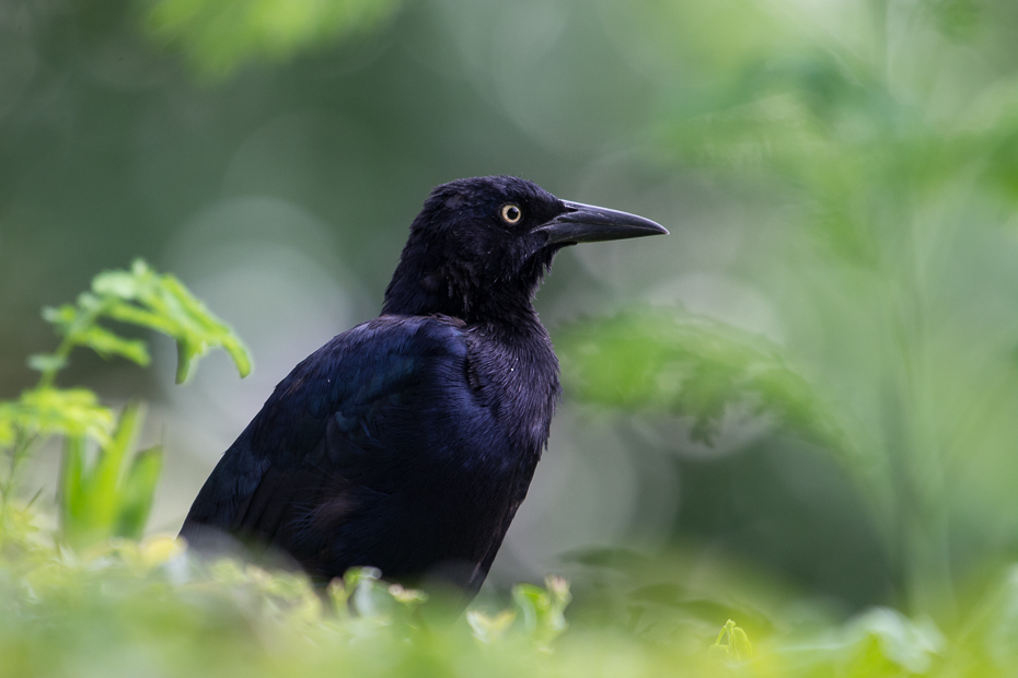  Wilgowron żaglosterny Ptaki Nikon D7100 NIKKOR 200-500mm f/5.6E AF-S 0 Panama ptak dziób fauna amerykańska wrona wieża Wrona jak ptak nowa wrona kaledońska wrona kruk dzikiej przyrody