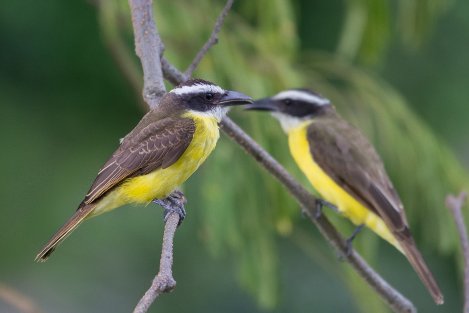  Bentewi wielki Ptaki Nikon D7100 NIKKOR 200-500mm f/5.6E AF-S 0 Panama ptak fauna dzikiej przyrody dziób flora coraciiformes flycatcher starego świata organizm ptak przysiadujący gałąź