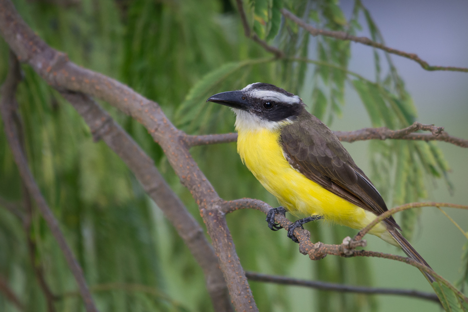  Bentewi wielki Ptaki Nikon D7100 NIKKOR 200-500mm f/5.6E AF-S 0 Panama ptak fauna dziób dzikiej przyrody organizm flycatcher starego świata wilga na starym świecie ptak przysiadujący drzewo