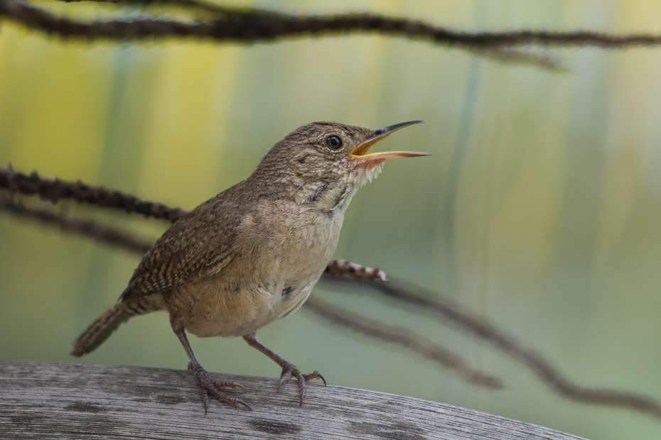  Strzyżyk śpiewny Ptaki Nikon D7100 NIKKOR 200-500mm f/5.6E AF-S 0 Panama ptak fauna dziób strzyżyk dzikiej przyrody flycatcher starego świata słowik pióro organizm ptak przysiadujący