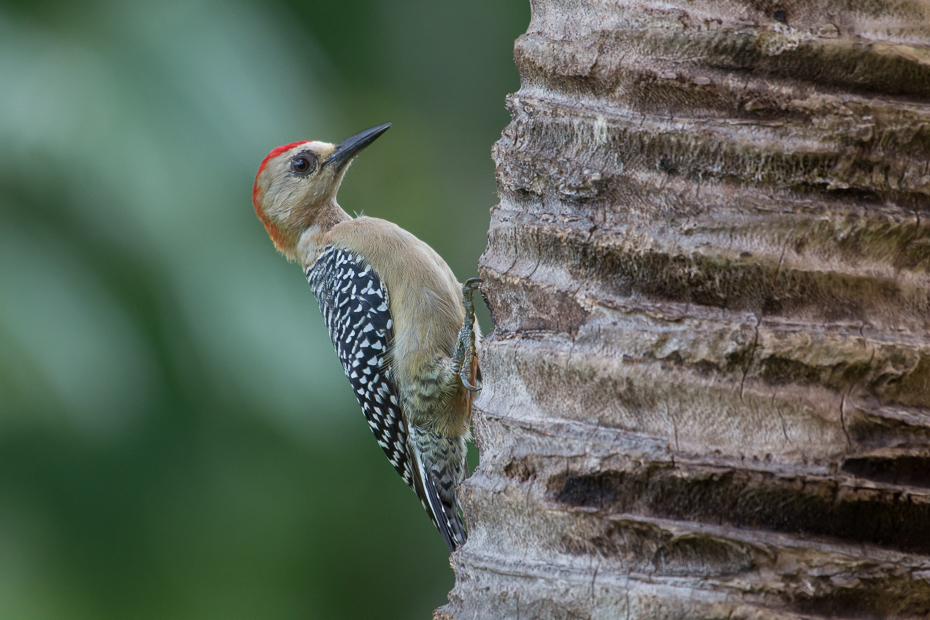  Dzięciur czerwonołbisty Ptaki Nikon D7100 NIKKOR 200-500mm f/5.6E AF-S 0 Panama ptak dzięcioł fauna dziób piciformes dzikiej przyrody organizm