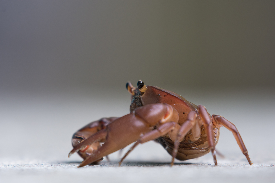  Krab rzeczny 0 Panama Nikon D7100 NIKKOR 200-500mm f/5.6E AF-S owad bezkręgowy fotografia makro rak dziesięcionogi ścieśniać stawonogi organizm szkodnik skorupiak