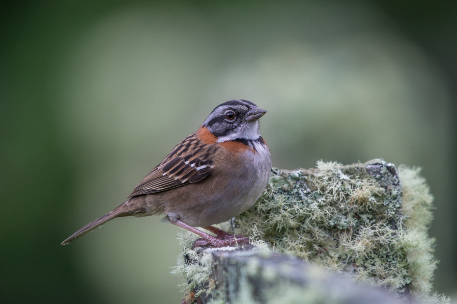  Pasówka obrożna Ptaki Nikon D7100 NIKKOR 200-500mm f/5.6E AF-S 0 Panama ptak wróbel dziób fauna Wróbel zięba dzikiej przyrody flycatcher starego świata strzyżyk ptak przysiadujący