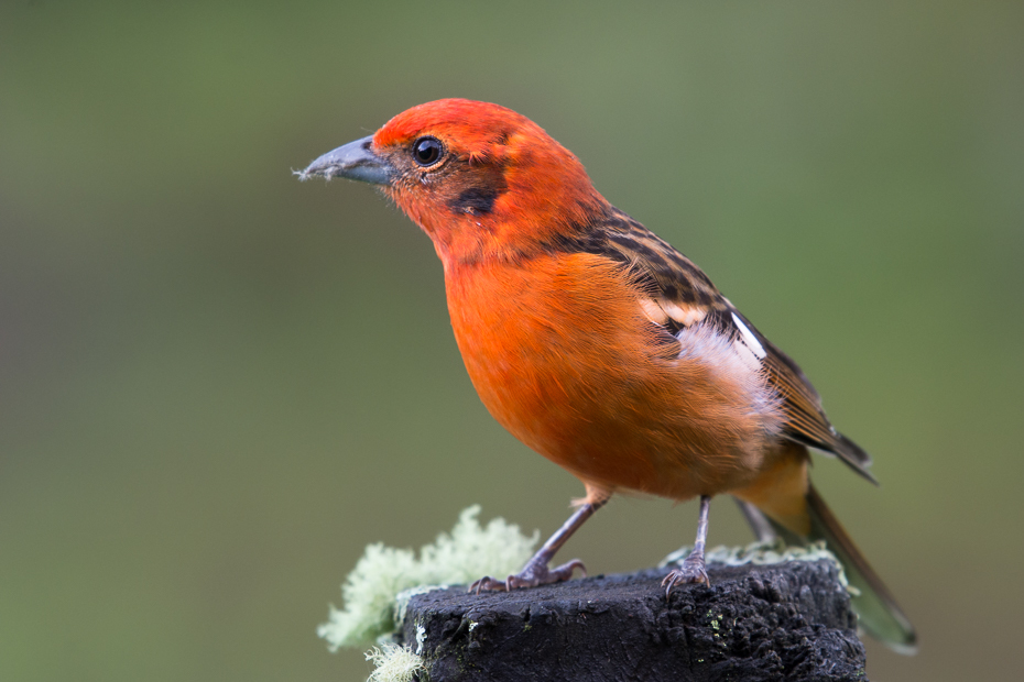  Piranga ognista Ptaki Nikon D7100 NIKKOR 200-500mm f/5.6E AF-S 0 Panama ptak dziób fauna zięba dzikiej przyrody flycatcher starego świata organizm ptak przysiadujący europejski robin