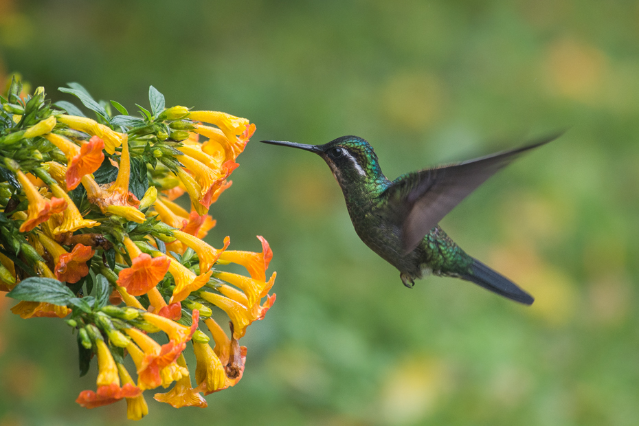  Malachicik białogardły Ptaki Nikon D7100 NIKKOR 200-500mm f/5.6E AF-S 0 Panama ptak koliber fauna ekosystem dzikiej przyrody dziób flora organizm zapylacz