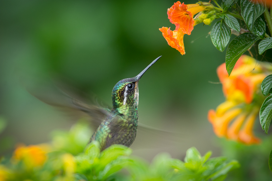  Malachicik białogardły Ptaki Nikon D7100 NIKKOR 200-500mm f/5.6E AF-S 0 Panama ptak koliber fauna dziób flora dzikiej przyrody zapylacz organizm nektar fotografia makro