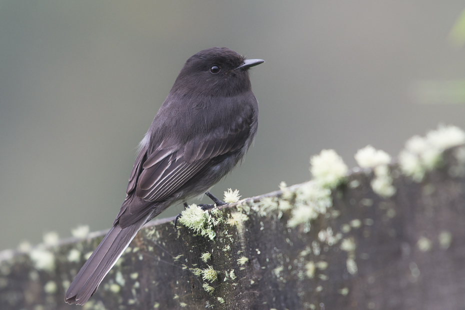  Fibik czarny Ptaki Nikon D7100 NIKKOR 200-500mm f/5.6E AF-S 0 Panama ptak fauna dziób flycatcher starego świata pióro dzikiej przyrody kos Emberizidae skrzydło organizm