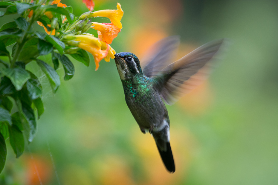  Malachicik białogardły Ptaki Nikon D7100 NIKKOR 200-500mm f/5.6E AF-S 0 Panama ptak koliber fauna dziób dzikiej przyrody flora organizm zapylacz coraciiformes skrzydło