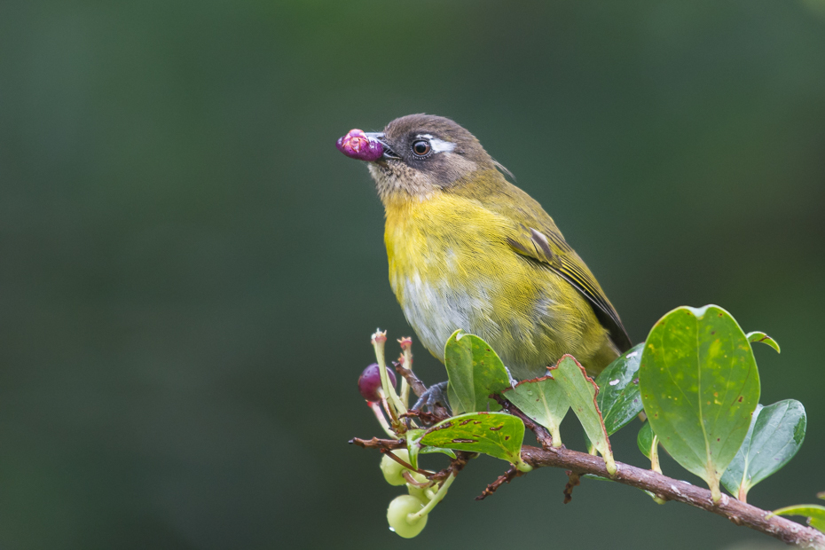  Zieleniec zmienny Ptaki Nikon D7100 NIKKOR 200-500mm f/5.6E AF-S 0 Panama ptak fauna zięba dziób dzikiej przyrody flycatcher starego świata organizm Emberizidae ptak przysiadujący słowik