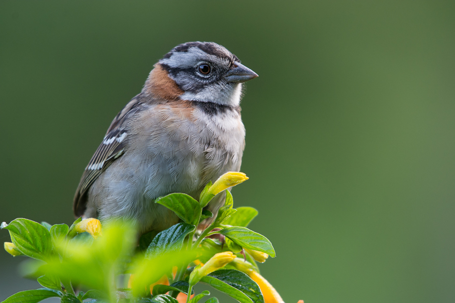  Pasówka obrożna Ptaki Nikon D7100 NIKKOR 200-500mm f/5.6E AF-S 0 Panama ptak dziób fauna wróbel Wróbel dzikiej przyrody flora liść ścieśniać organizm