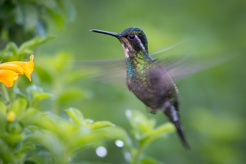  Malachicik białogardły Ptaki Nikon D7100 NIKKOR 200-500mm f/5.6E AF-S 0 Panama ptak koliber fauna dzikiej przyrody dziób flora zapylacz organizm