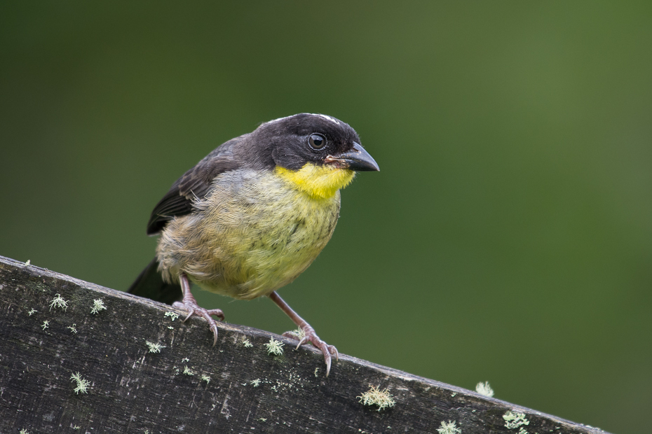  Zaroślak żółtogardły Ptaki Nikon D7100 NIKKOR 200-500mm f/5.6E AF-S 0 Panama ptak dziób fauna zięba flycatcher starego świata dzikiej przyrody Emberizidae organizm ptak przysiadujący skrzydło