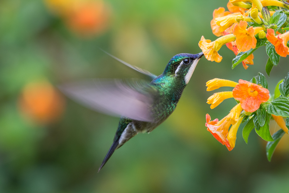  Malachicik białogardły Ptaki Nikon D7100 NIKKOR 200-500mm f/5.6E AF-S 0 Panama ptak koliber fauna flora dziób dzikiej przyrody zapylacz organizm coraciiformes nektar