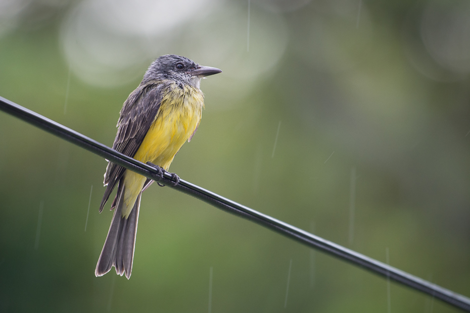  Tyran melancholijny Ptaki Nikon D7100 NIKKOR 200-500mm f/5.6E AF-S 0 Panama ptak fauna dziób dzikiej przyrody flycatcher starego świata ranek skrzydło Gałązka pióro ptak przysiadujący