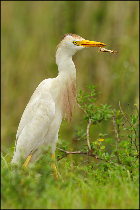  Czapla złotawa Ptaki Nikon D300 Sigma APO 500mm f/4.5 DG/HSM USA, Floryda 0 ptak dziób ekosystem fauna Wielka czapla egret dzikiej przyrody czapla bocian Ciconiiformes