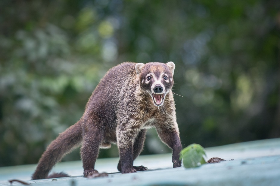  Ostronos Ssaki Nikon D7100 NIKKOR 200-500mm f/5.6E AF-S 0 Panama ssak fauna zwierzę lądowe dzikiej przyrody viverridae procyonidae pysk organizm szop pracz