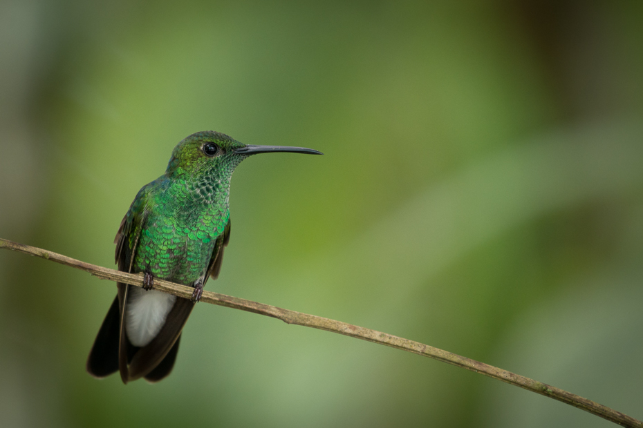  Szmaragdzik złotogrzbiety Ptaki Nikon D7100 NIKKOR 200-500mm f/5.6E AF-S 0 Panama ptak koliber dziób fauna dzikiej przyrody ranek ścieśniać jacamar zapylacz pióro